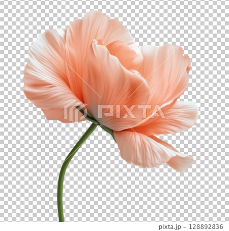 Pink Flower 128892836