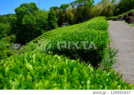 中部地方・韮山反射炉・物産館の茶畑にある富士山と反射炉の絶景が楽しめる展望所・静岡県伊豆の国市(1) 128892837