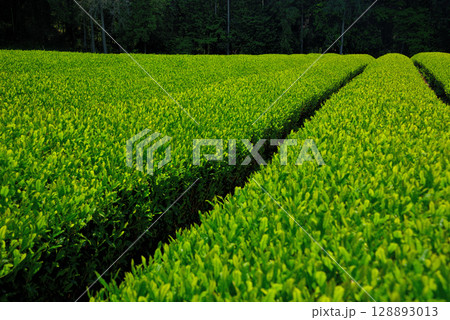 中部地方・韮山反射炉・お茶の産地、日本が誇る静岡県の茶畑のイメージ・静岡県伊豆の国市(3) 128893013