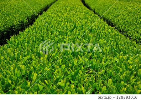 中部地方・韮山反射炉・お茶の産地、日本が誇る静岡県の茶畑のイメージ・静岡県伊豆の国市(6) 128893016