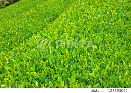 中部地方・韮山反射炉・お茶の産地、日本が誇る静岡県の茶畑のイメージ・静岡県伊豆の国市(13) 128893023