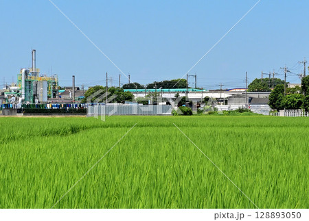 日本の夏:青く実る稲、田園の工場団地、東北新幹線 日本の夏:青く実る稲、田園の工場団地、東北新幹線 128893050