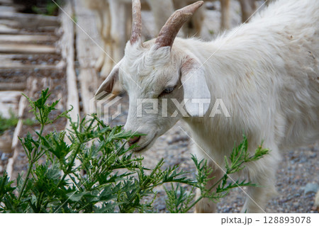 A small goat eats grass on a farm 128893078