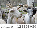 Close-up of goats among a herd on a farm 128893080