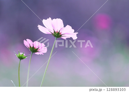 秋の野原に咲くピンクのコスモスの花 秋の野原に咲くピンクのコスモスの花 128893103