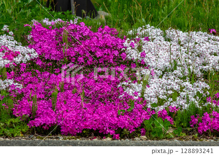 シバザクラ 128893241