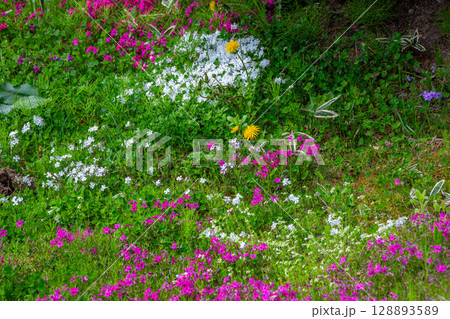 バーベナ バーベナ 128893589