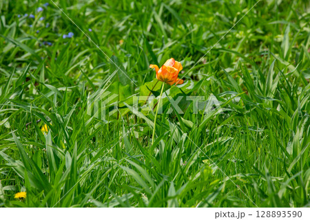 セイヨウキンバイソウ セイヨウキンバイソウ 128893590