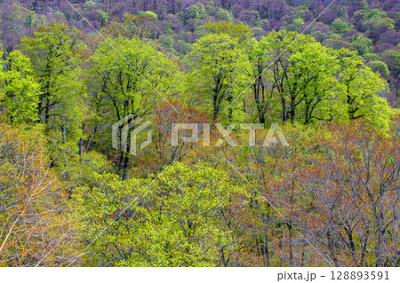 新緑のブナ林 128893591