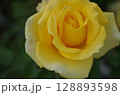 瑞々しい黄色のバラ 128893598