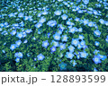 青空のように広がるネモフィラの花畑 128893599