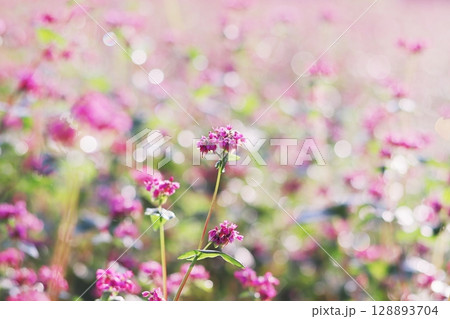 美しい風景と赤そばの花 美しい風景と赤そばの花 128893704