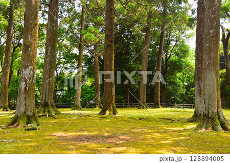 飫肥城　本丸　飫肥杉林 128894005