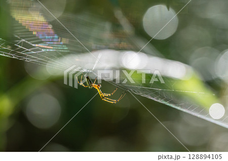 チュウガタシロカネグモ チュウガタシロカネグモ 128894105