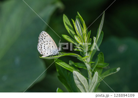 ヤマトシジミ 128894109