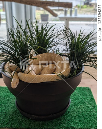 白蛇観覧所 白蛇観覧所 128894223