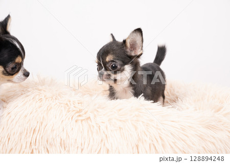 白バックと2匹のチワワ 128894248