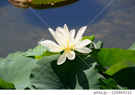 水生植物園みずの森 128894312