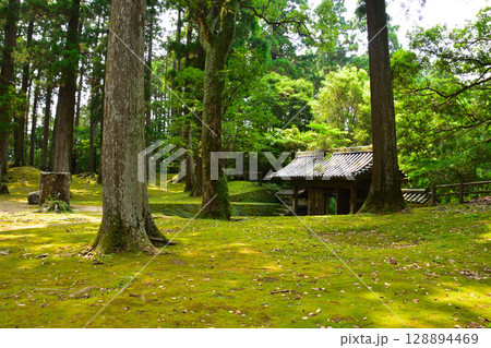 飫肥城　本丸　飫肥杉林 128894469