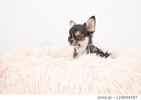 白バックとベッドに入ったチワワの仔犬 128894497