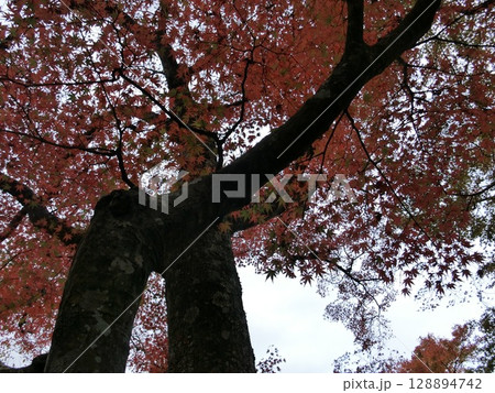 見上げる紅葉 見上げる紅葉 128894742