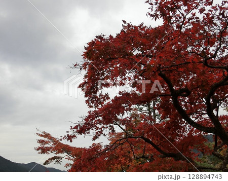 紅葉 紅葉 128894743