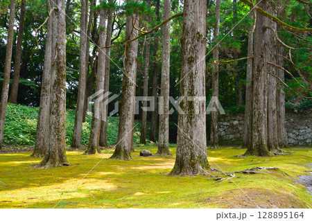 飫肥城　飫肥杉林 128895164