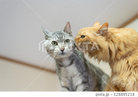 二匹の猫 二匹の猫 128895218