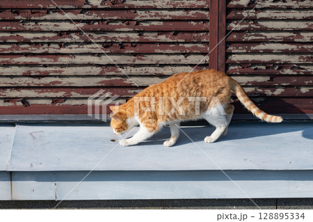 匂いを嗅ぐ可愛い猫 匂いを嗅ぐ可愛い猫 128895334