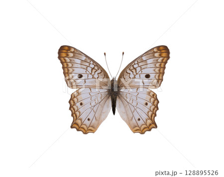 butterfly Anartia jatrophae isolated on white background 128895526