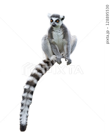 lemur sitting isolated on white background lemur sitting isolated on white background 128895530