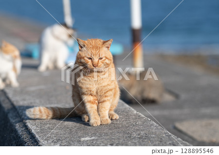 堤防で座る可愛い猫 茶トラ猫 堤防で座る可愛い猫 茶トラ猫 128895546