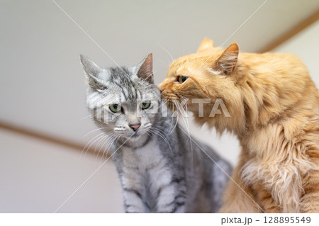 二匹の猫 二匹の猫 128895549