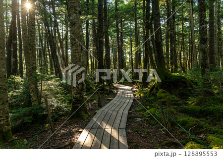 苔の森 八ヶ岳 苔の森 八ヶ岳 128895553