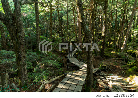 苔の森 八ヶ岳 苔の森 八ヶ岳 128895554
