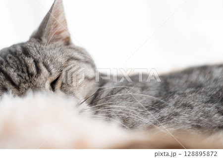 窓辺で眠る猫　サバトラ猫 128895872