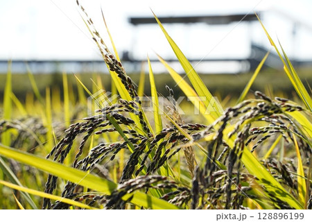 実った稲穂 128896199