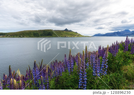 Lofoten Islands Lupin Flowers 128896230