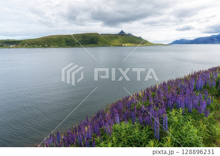 Lofoten Islands Lupin Flowers 128896231