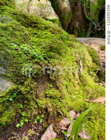 滝のマイナスイオンを浴びて育つ美しい苔 128896398