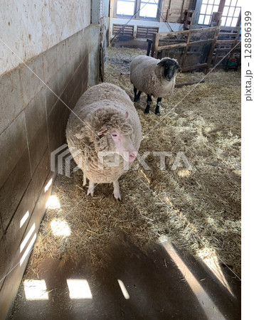 油山牧場で飼われている羊 128896399