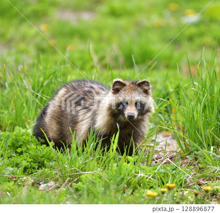 餌場に現れたエゾタヌキ 128896877