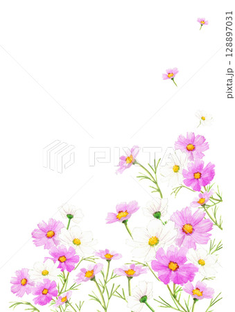 水彩で描いたピンクのコスモスの花が咲き乱れる背景フレームイラスト【手描き】透過背景 コピースペース 128897031