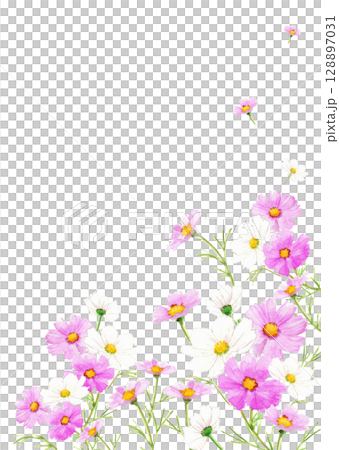 水彩で描いたピンクのコスモスの花が咲き乱れる背景フレームイラスト【手描き】透過背景 コピースペース 128897031