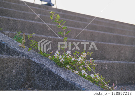 [タルイサザンビーチ]階段に咲くきれいな野花 128897218