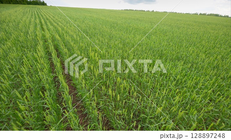 A Lush Green Crop Field Set Within a Beautiful Rural Landscape Offering Abundant Natures Bounty 128897248