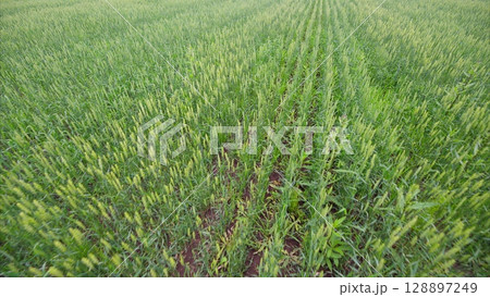 A Vibrant and Lush Green Crop Field filled with Growing Plants across the Landscape 128897249