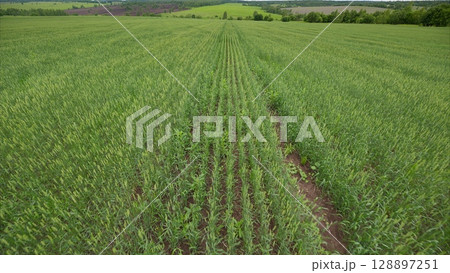 A Vibrant and Lush Green Agricultural Field Abloom with Rows of Diverse Crop Varieties A Vibrant and Lush Green Agricultural Field Abloom with Rows of Diverse Crop Varieties 128897251