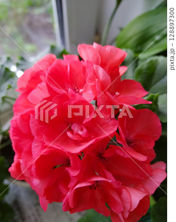 A red flower with a green stem A red flower with a green stem 128897300