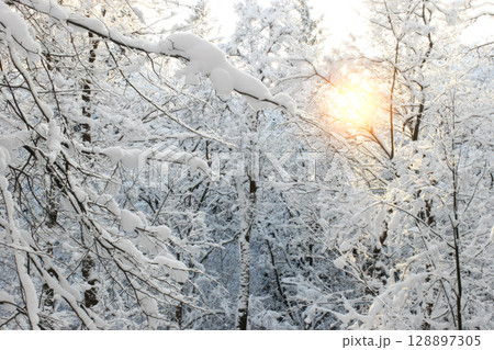 A tree covered in snow with a sun shining through the branches. A tree covered in snow with a sun shining through the branches. 128897305